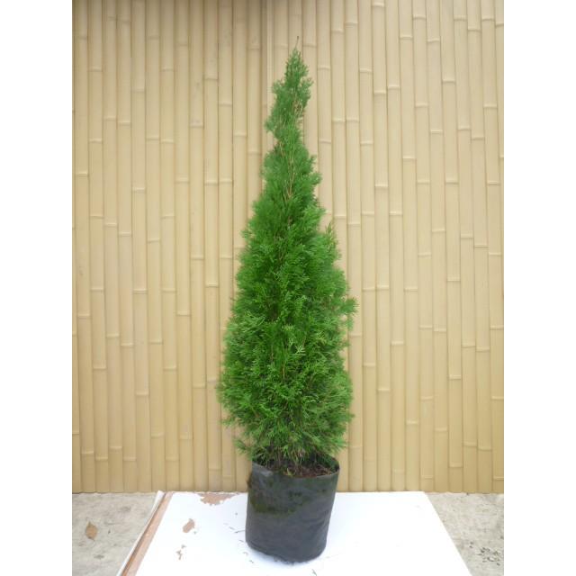 驚きの値段 エメラルドグリーン 樹高1 0m前後 根巻き 5本セット Y3送料無料 販売 苗 植木 苗木 庭木 垣根 生垣 生け垣 生垣用 目隠し 木 安い Kinerjaku Kkp Go Id