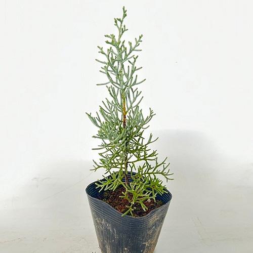 ブルーアイス 樹高0.4m前後 10.5cmポット （50本セット）（送料無料