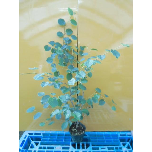 トサミズキ 樹高0.5m前後 15cmポット （15本セット）（送料無料） 苗 植木 苗木