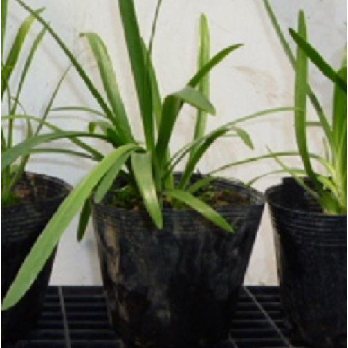 アガパンサス 10 5cmポット 販売 苗 植木 苗木 庭木 グランドカバー 下草 寄せ植え 低木 花と緑 谷川緑販 通販 Yahoo ショッピング