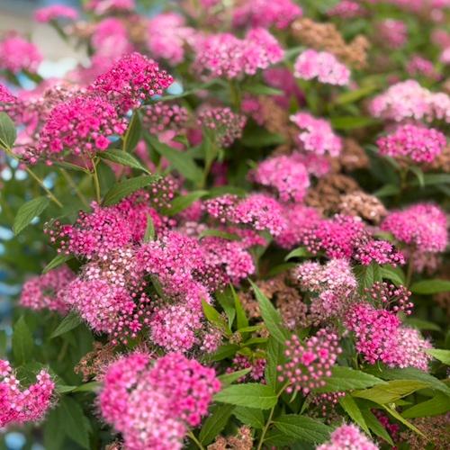 シモツケ 樹高0.3m前後 15cmポット （ 単 品 ） 苗 植木 苗木 庭 : 花