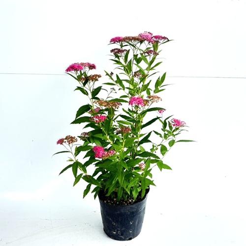 シモツケ 樹高0.3m前後 15cmポット （20本セット）（送料無料）  苗 植木 苗木の画像