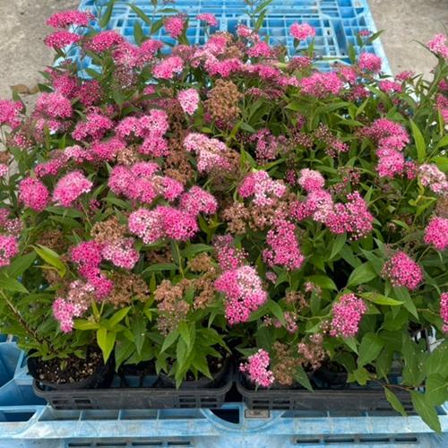 シモツケ 樹高0.3m前後 15cmポット （20本セット）（送料無料）  苗 植木 苗木の画像
