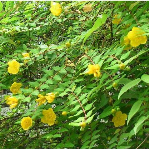 ヒペリカム ヒデコート 樹高0 3m前後 15cmポット 15本セット T1送料無料 販売 苗 植木 苗木 庭木 垣根 生垣 生け垣 生垣用 目隠し 木 花と緑スーパーseven 通販 Yahoo ショッピング