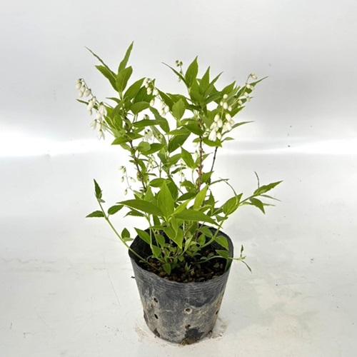 全商品オープニング価格特別価格 ヒメウツギ 樹高0 3m前後 12cmポット 30本セット T1送料無料 販売 苗 植木 苗木 庭木 垣根 生垣 生け垣 生垣用 目隠し 木 早割クーポン Atempletonphoto Com