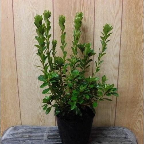 クルメツツジ 白花 樹高0 2m前後 13 5cmポット 5本セット T1送料無料 販売 苗 植木 苗木 庭木 垣根 生垣 生け垣 生垣用 目隠し 木 花と緑スーパーseven 通販 Yahoo ショッピング