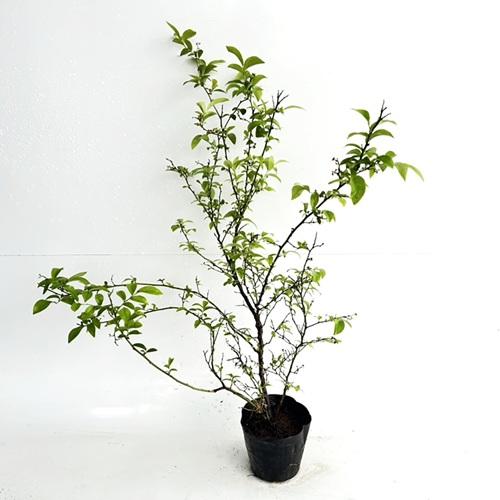 ブルーベリー ブルーシャワー 樹高0.5m前後 13.5〜15cmポット （ 単 品