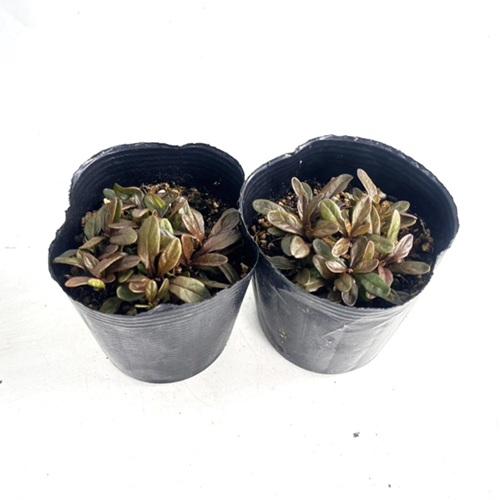 アジュガ苗　確認用 アジュガ / 9.0cmポット （ 単 品 ） 苗 植木 苗木 グランド