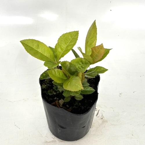 ヤブコウジ / 9.0cmポット （40本セット）（送料無料） 苗 植木 苗木