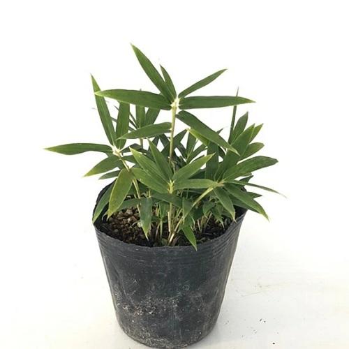 コグマザサ 10 5cmポット 10本セット T1送料無料 往復送料無料 販売 苗 植木 低木 苗木 寄せ植え 下草 グランドカバー 庭木