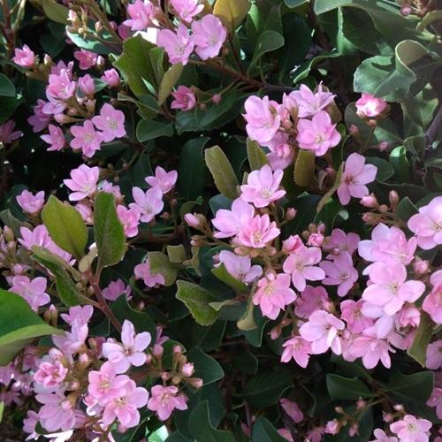 シルバードラゴン 10 5cmポット 5本セット T1送料無料 販売 苗 植木 苗木 庭木 グランドカバー 下草 寄せ植え 低木 花と緑 谷川緑販 通販 Yahoo ショッピング