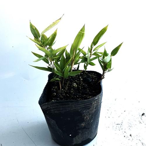 オカメザサ / 12cmポット （ 単 品 ） 苗 植木 苗木 庭 グランドカバー