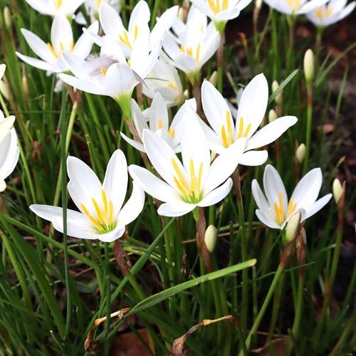 タマスダレ 9cmポット 単 品 販売 苗 植木 苗木 庭木 グランドカバー 下草 寄せ植え 低木 花と緑スーパーseven 通販 Yahoo ショッピング