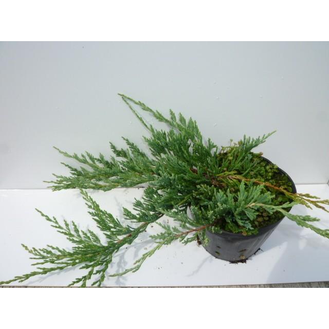 バーハーバー 長さ30cm前後 15cmポット 単 品 販売 苗 植木 苗木 庭木 グランドカバー 下草 寄せ植え 低木 花と緑 谷川緑販 通販 Yahoo ショッピング