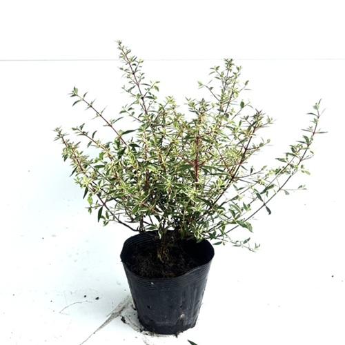 アベリア コンフェッティ 樹高0 2m前後 15cmポット 15本セット 送料無料 苗 植木 苗木 花と緑スーパーseven 通販 Yahoo ショッピング