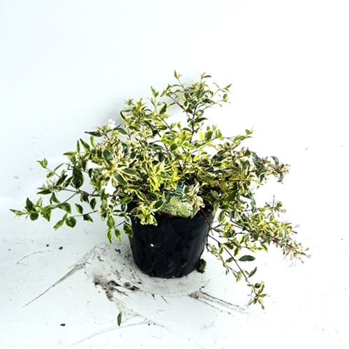 長期展示品 アベリア ホープレイズ 樹高0 2m前後 15cmポット 15本セット T1送料無料 苗 植木 苗木 大特価 花 園芸 Roe Solca Ec