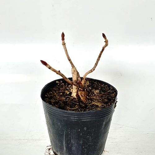 アジサイ 青系 樹高0.3m前後 15cmポット （30本セット）（送料無料）  苗 植木 苗木の画像