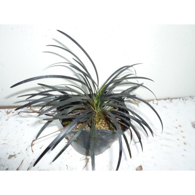 国際ブランド コクリュウ 10 5cmポット 80本セット T1送料無料 販売 苗 植木 苗木 庭木 グランドカバー 下草 寄せ植え 低木 公式店舗 Www Thedailyspud Com