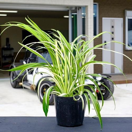 フイリキチジョウソウ 10 5cmポット 5本セット T1送料無料 販売 苗 植木 苗木 庭木 グランドカバー 下草 寄せ植え 低木 花と緑 谷川緑販 通販 Yahoo ショッピング