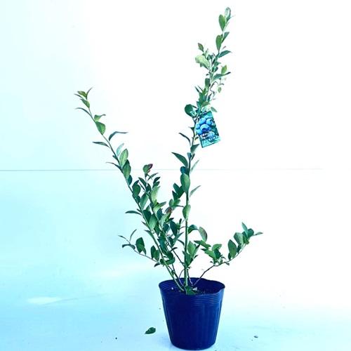 ブルーベリー ホームベル 樹高0 4m前後 15cmポット 単 品 T1送料無料 販売 苗 植木 苗木 庭木 目隠し 木 果樹 果樹苗 果樹園用 花と緑 谷川緑販 通販 Yahoo ショッピング