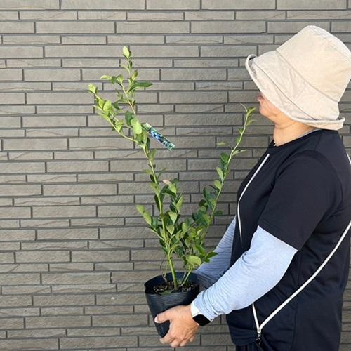 ブルーベリー ホームベル 樹高0.5m前後 15cmポット （15本セット