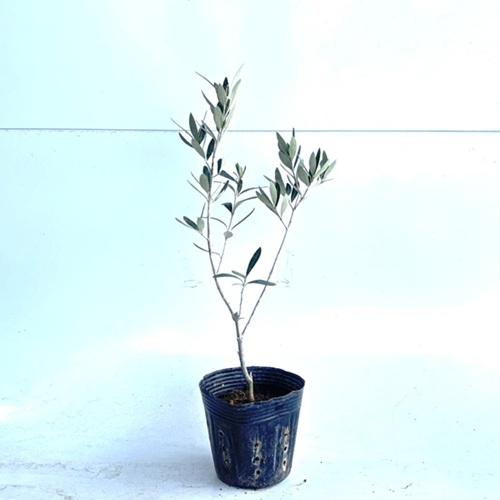 オリーブ 樹高0 3m前後 10 5cmポット 50本セット T1送料無料 販売 苗 植木 苗木 庭木 垣根 生垣 生け垣 生垣用 目隠し 木 果樹 果樹苗 果樹園用 花と緑 谷川緑販 通販 Yahoo ショッピング
