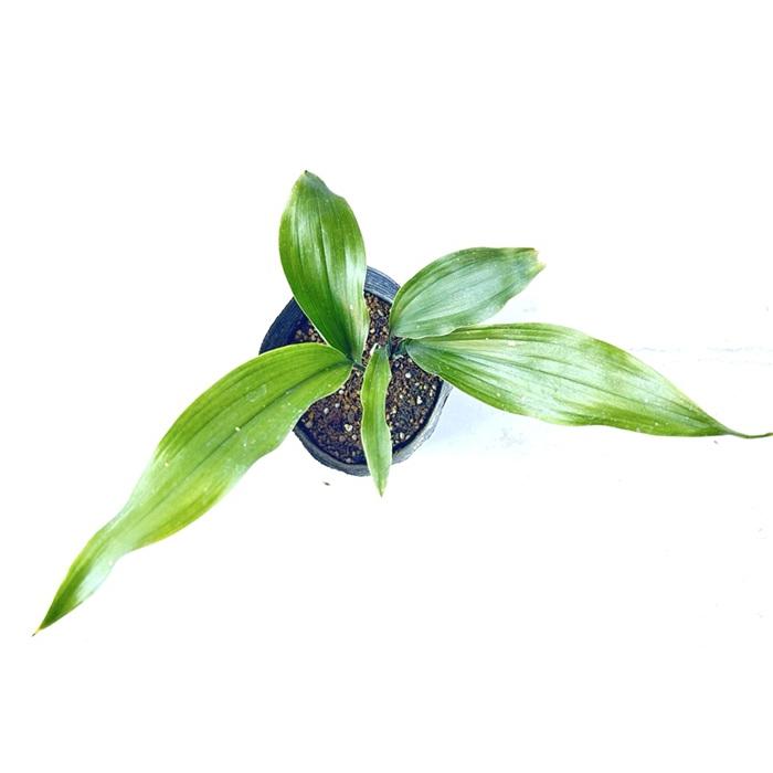 ハラン / 12〜13.5cmポット （15本セット）（送料無料） 苗 植木 苗木