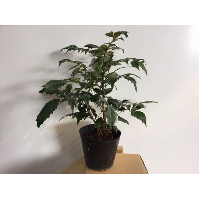 ヒイラギナンテン 樹高0.25m前後 15cmポット （3本セット）（送料無料） 日が当たりすぎると傷みます。 苗 植木 苗木