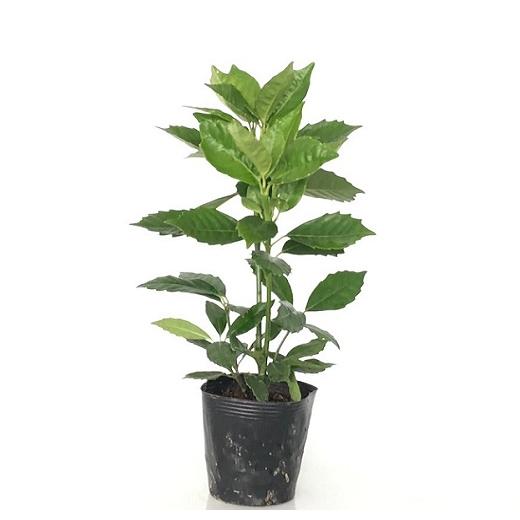 アオキ アオアオキ クロアオキ 樹高0 4m前後 15cmポット 単 品 販売 苗 植木 苗木 庭木 垣根 生垣 生け垣 生垣用 目隠し 木 花と緑 谷川緑販 通販 Yahoo ショッピング