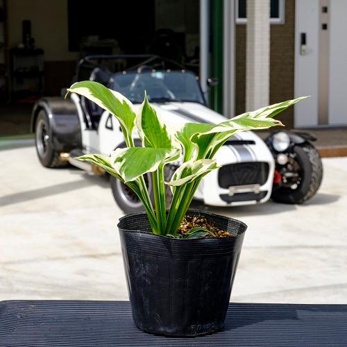 ギボウシ パトリオット 12cmポット 40本セット T2送料無料 販売 苗 植木 苗木 庭木 グランドカバー 下草 寄せ植え 低木 花と緑スーパーseven 通販 Yahoo ショッピング