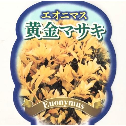 オウゴンマサキ 樹高1.0m前後 15〜18cmポット （8本セット）（送料無料）  苗 植木 苗木_1