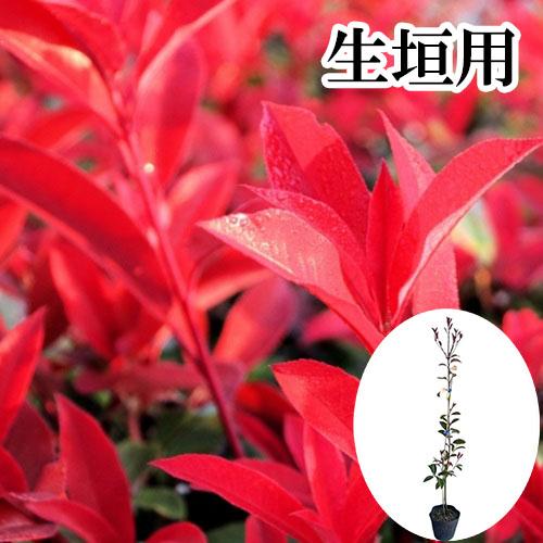 レッドロビン 樹高1.0m前後 15cmポット （ 単 品 ） 苗 植木 苗木 庭