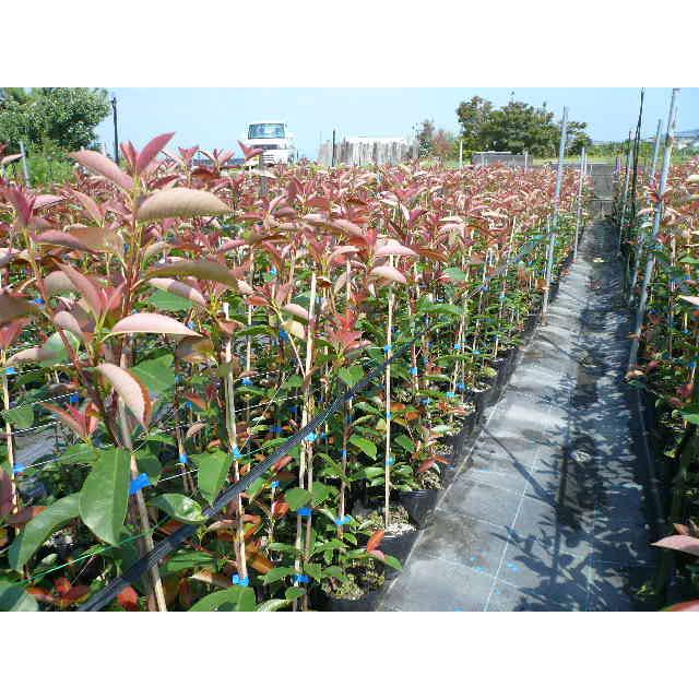 レッドロビン 樹高1.0m前後 15cmポット （ 単 品 ） 苗 植木 苗木 庭