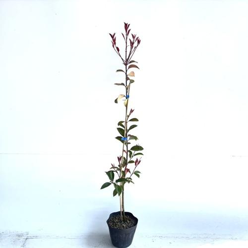 レッドロビン 樹高1.0m前後 15cmポット （ 単 品 ） 苗 植木 苗木 庭