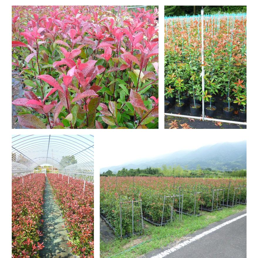 レッドロビン 樹高1.0m前後 15cmポット （25本セット）（送料無料）  苗 植木 苗木 庭