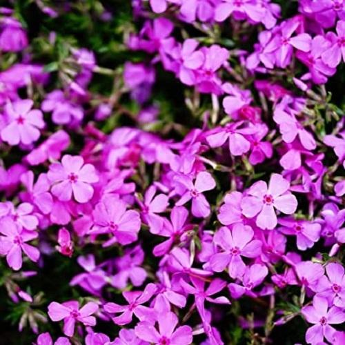 シバザクラ ピンク / 9.0cmポット （ 単 品 ） 花時期3月下旬 苗 植木