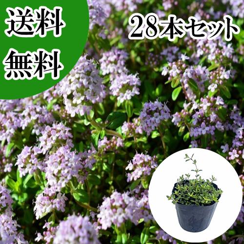 苗 【ハーブ農家直送】タマリュウ苗 84ポット セット 在庫限り！