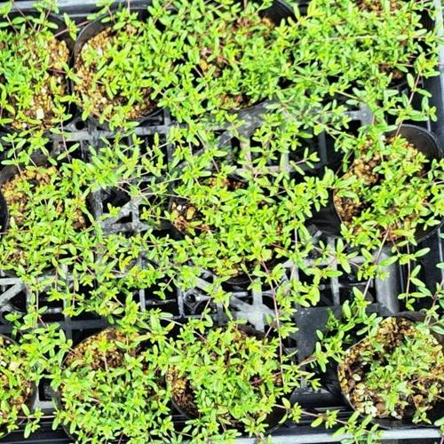タイム ロンギカウリス ハーブ / 9.0cmポット （56本セット）（送料