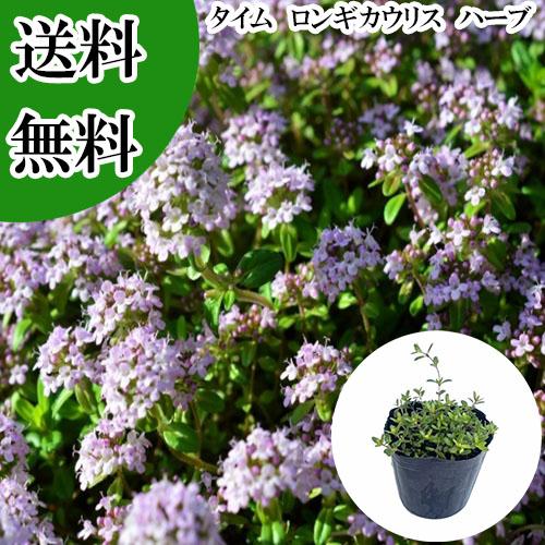 ハーブ農家直送】タイム（ロンギカウリス）56ポット セット 数量変更
