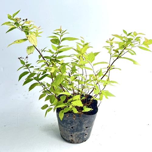 シモツケ ゴールドフレーム 12cmポット 単 品 苗 植木 苗木 花と緑スーパーseven 通販 Yahoo ショッピング