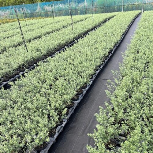 ウエストリンギア 樹高0.4m前後 15cmポット （10本セット）（送料無料