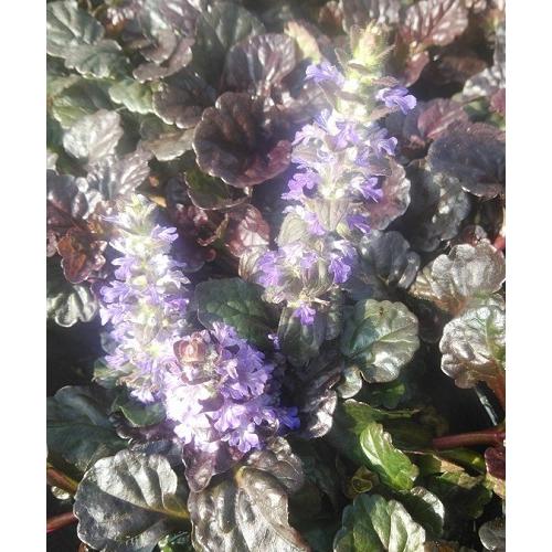 アジュガ出品 楽天市場】アジュガ 'チョコレート チップ' : おぎはら植物園