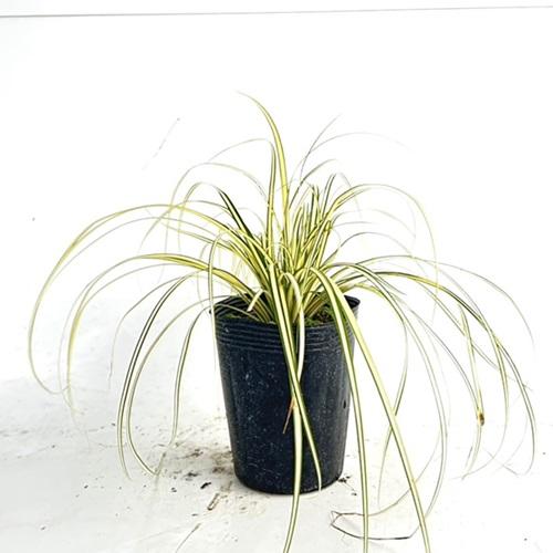 カレックス9鉢 カレックス 樹高0.3m前後 9〜12cmポット （ 単 品 ） 苗 植木 苗木 庭