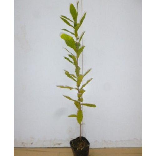 コナラ 樹高0.5m前後 10.5cmポット （60本セット）（送料無料）  苗 植木 苗木｜ueki