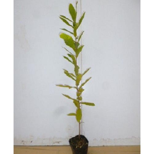 コナラ 樹高0.4m前後 10.5cmポット （60本セット）（送料無料） 苗 植木 苗木