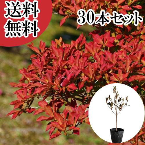 ドウダンツツジ 樹高0.3m前後 10.5cmポット （30本セット）（送料無料