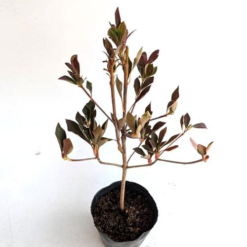 ドウダンツツジ 樹高0.3m前後 10.5cmポット （30本セット）（送料無料