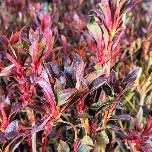 ドウダンツツジ 樹高0.3m前後 10.5cmポット （30本セット）（送料無料