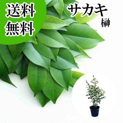 サカキ （ホンサカキ） 本榊 樹高0.6m前後 15cmポット （ 単 品