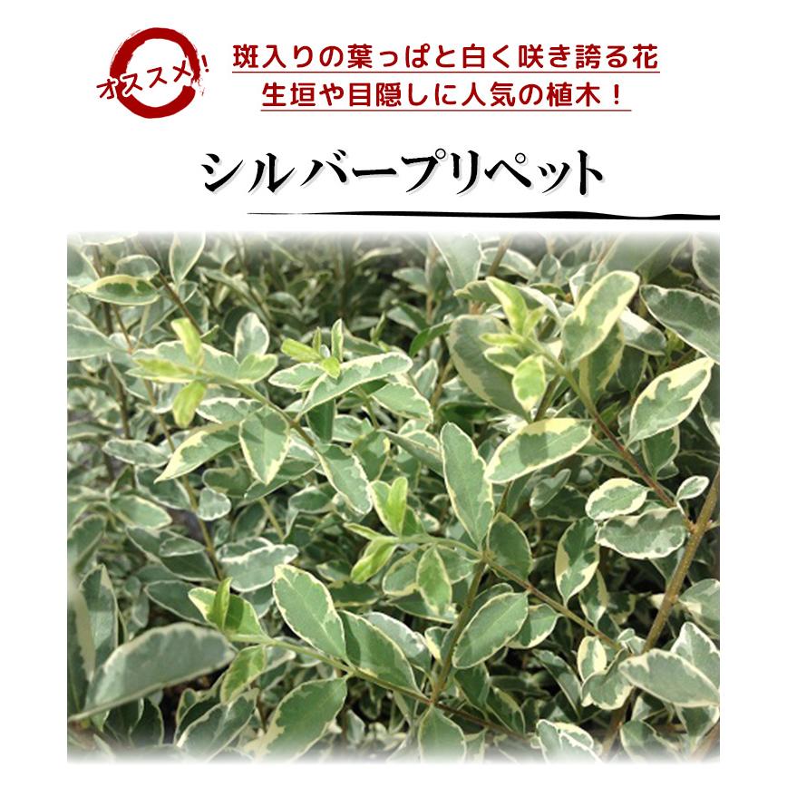 シルバープリペット 樹高0.5m前後 15cmポット （20本セット）（送料無料） 苗 植木 苗木 庭_3